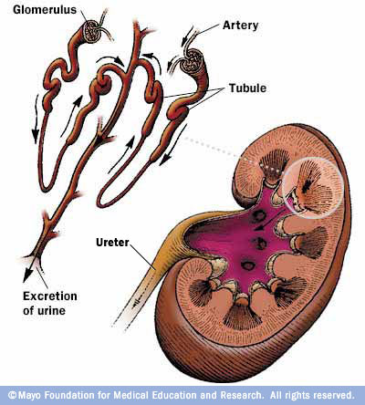 Illustration showing kidney cross section